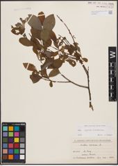 Foto von Salix caprea L. x Salix cinerea L.